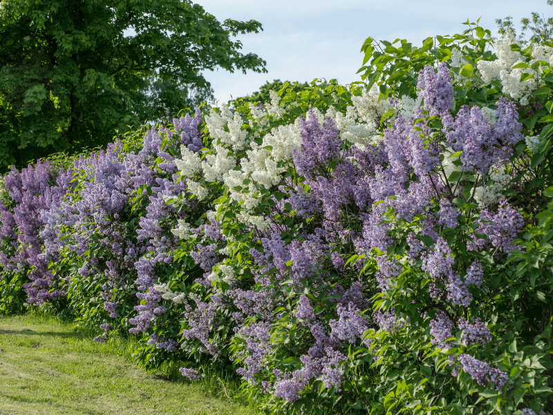 Syringa Vulgaris